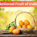 National-Fruit-of-India-Mango