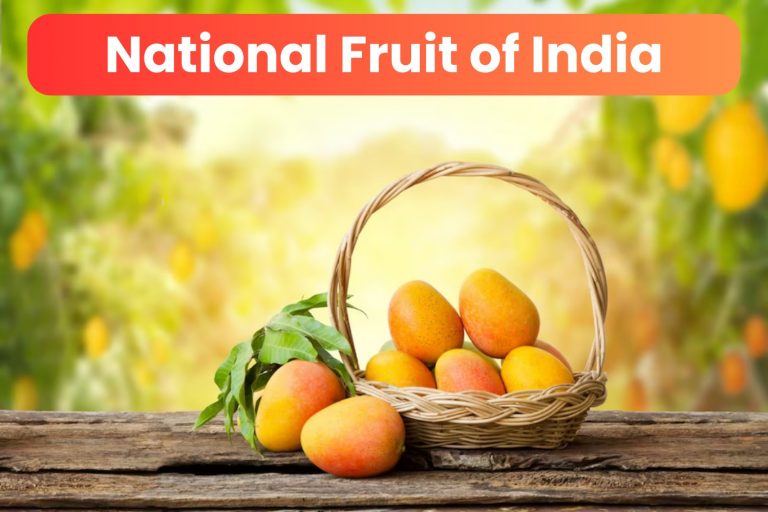 National-Fruit-of-India-Mango